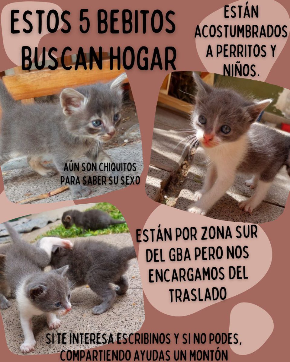 Delfisilvestre's tweet photo. Amiguis, me ayudan a compartir? Miren estas bellezas que están en busca de un hogar😍. Me puedo hacer cargo de llevarlos a Casares si es necesario. https://t.co/ubayOpNux3