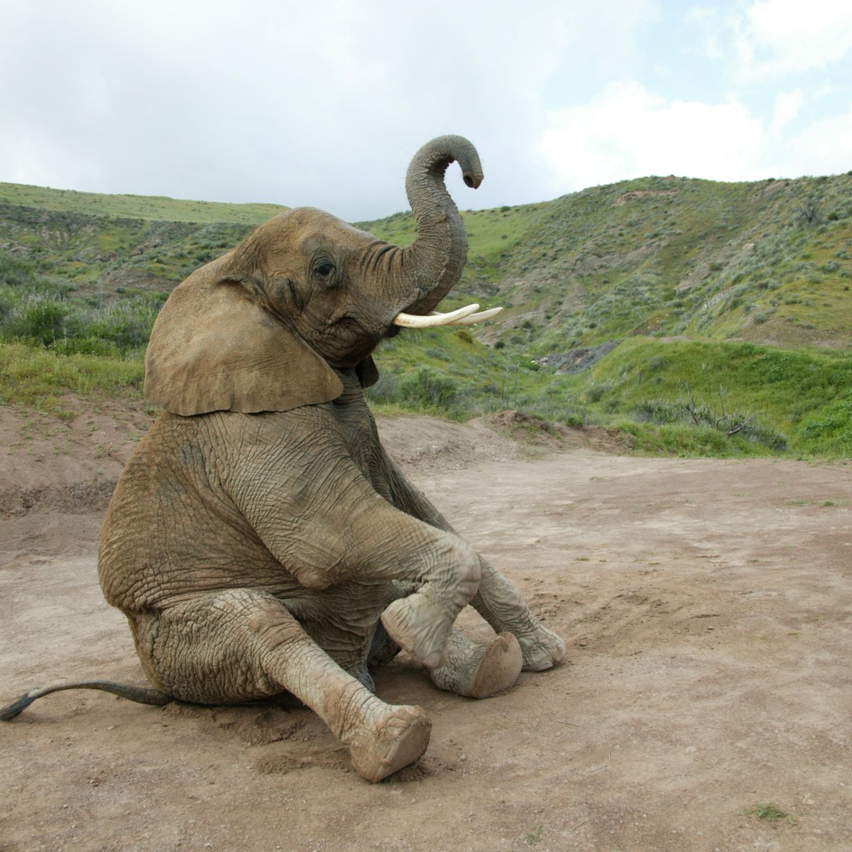 Us casually posing while waiting for someone to ask us to be their Valentine💃 Shop styles that help save the elephants at ivoryella.com - where our Winter Warehouse Sale is running through today. #Elephant #Safari #Africa #DoGood #SaveTheElephants #ValentinesDay