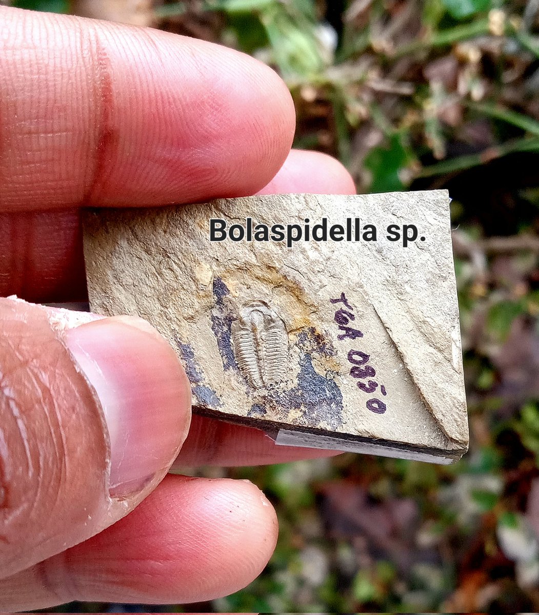 Cameron Muskelly (Explorer of Deep Time) 🕒 tweet media