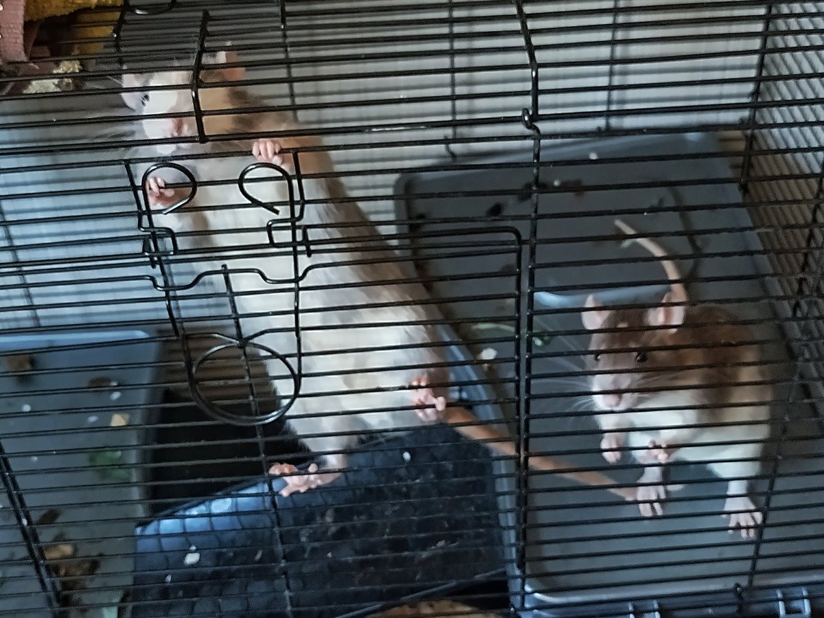 ThePhoenixPress's tweet photo. If this post gets 50 likes I'll let them out of their cage.
#freetherat https://t.co/6bfBosOAEp