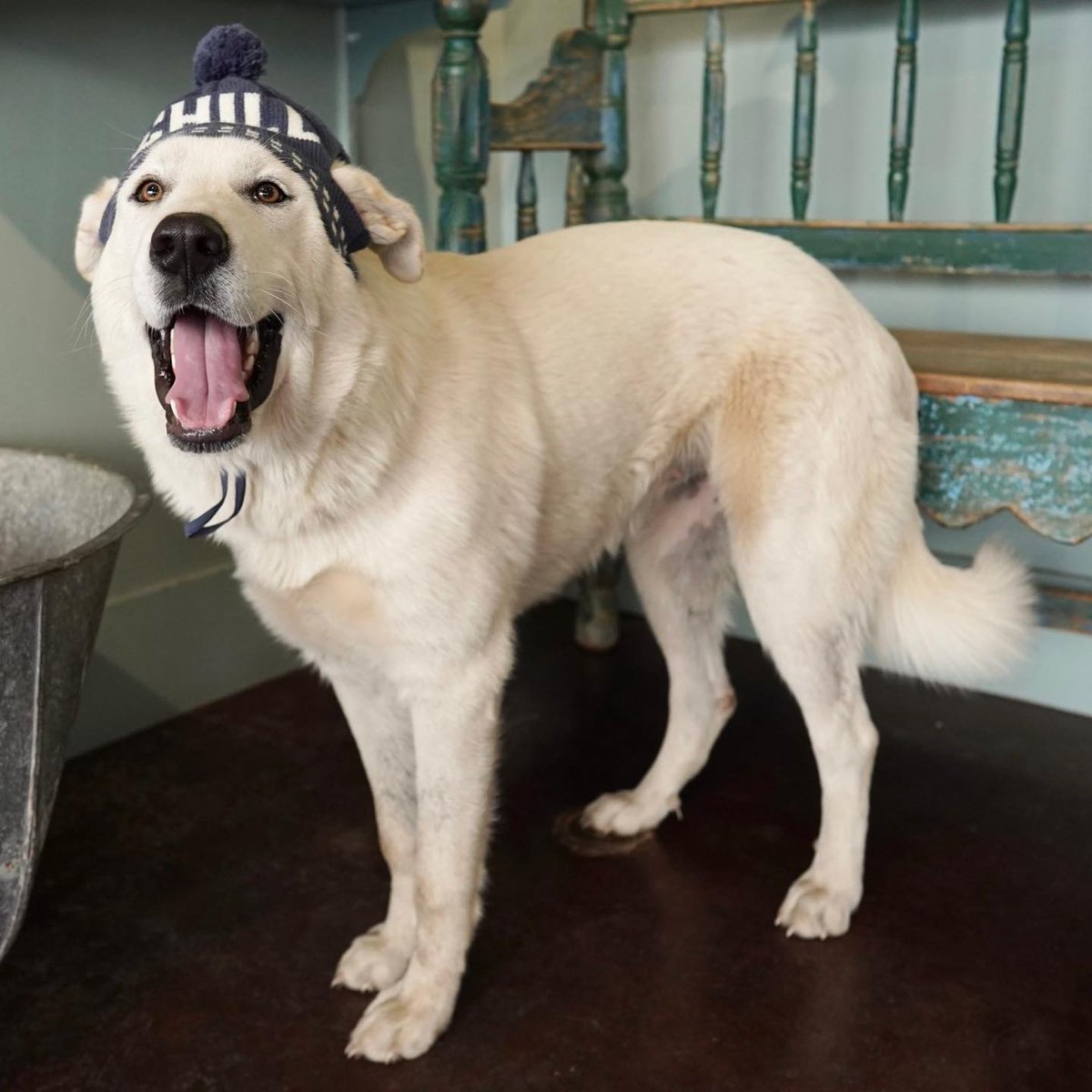 The Dog Guide San Antonio tweet media