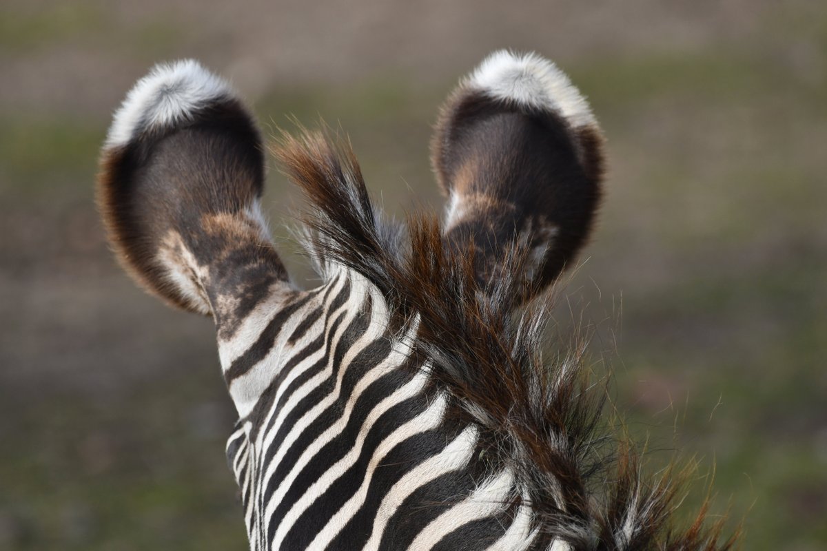 detroitzoo's tweet photo. International Zebra Day fun fact: Zebras have excellent hearing and can turn their ears in almost any direction. Visit our website to learn more about these amazing animals: https://t.co/EVGUu1nJ0T https://t.co/XwwqsqaaTc