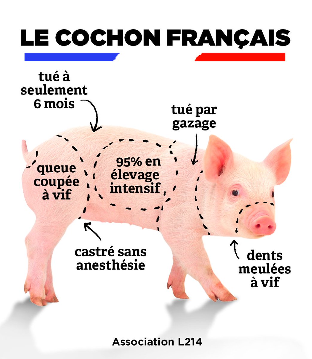 Le "made in France" ne rime pas forcément avec "bien-être animal".

En France, 95% des cochons sont enfermés dans des élevages intensifs: ils subissent de nombreuses mutilations et n'ont aucun accès à l'extérieur!

Ouvrons les yeux 👉 L214.com/cochons