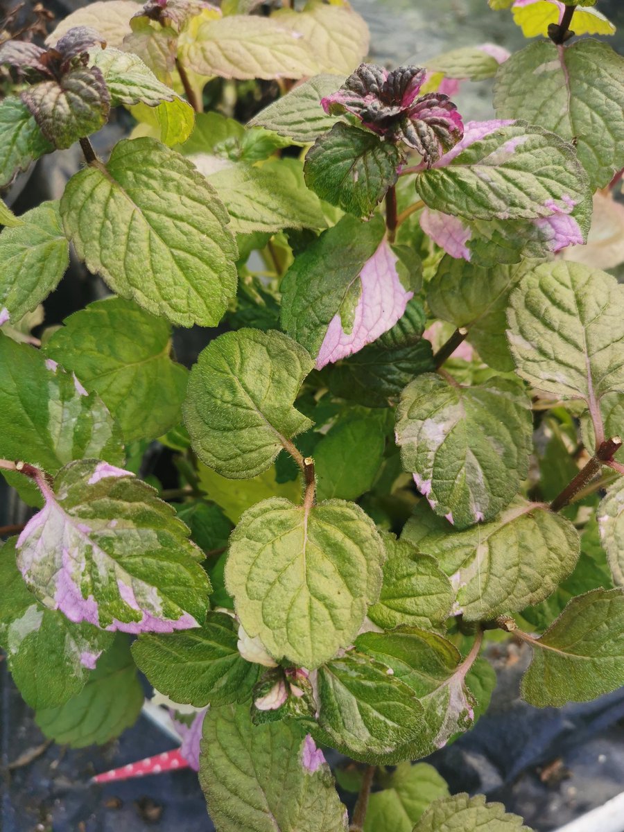 🌱Love the pretty shades of pink that appear on the Variegated Grapefruit at this time of year🌱 #herbs #mentha #mint #growyourown
