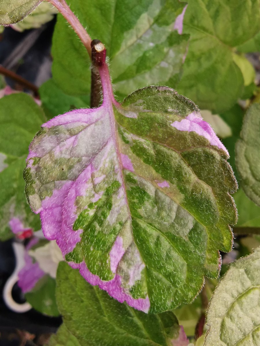 MadAboutMints's tweet photo. 🌱Love the pretty shades of pink that appear on the Variegated Grapefruit at this time of year🌱 #herbs #mentha #mint #growyourown https://t.co/KFeBMOORnj