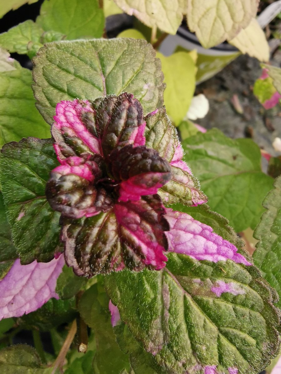 MadAboutMints's tweet photo. 🌱Love the pretty shades of pink that appear on the Variegated Grapefruit at this time of year🌱 #herbs #mentha #mint #growyourown https://t.co/KFeBMOORnj