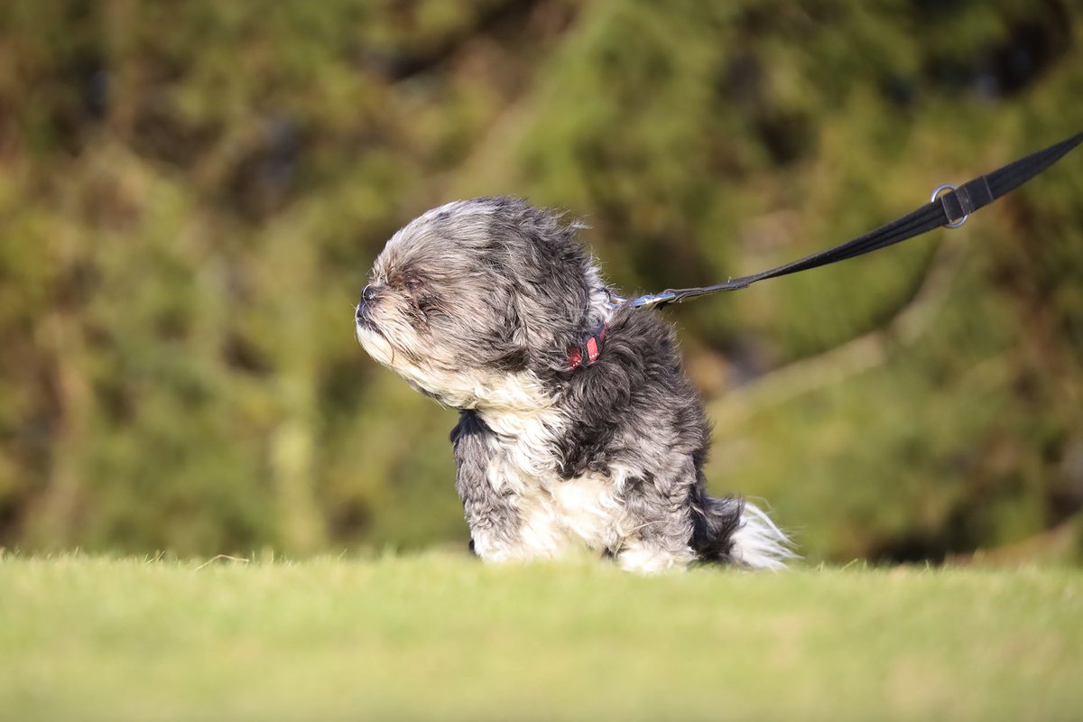 DT_Leeds's tweet photo. It sure has been a wiiiiiindy one today, but Scamp wasn’t going to let that stop a good walk!! 💨 🌪
Meet him 👉 https://t.co/aFe2z6QZsZ
#wind #windy #leedsweather #windyday #dogsinthewind #shihtzu #windinmyface #picoftheday #dogoftheday #adoptdontshop #funny @DogsTrust https://t.co/52B2YsZC8l