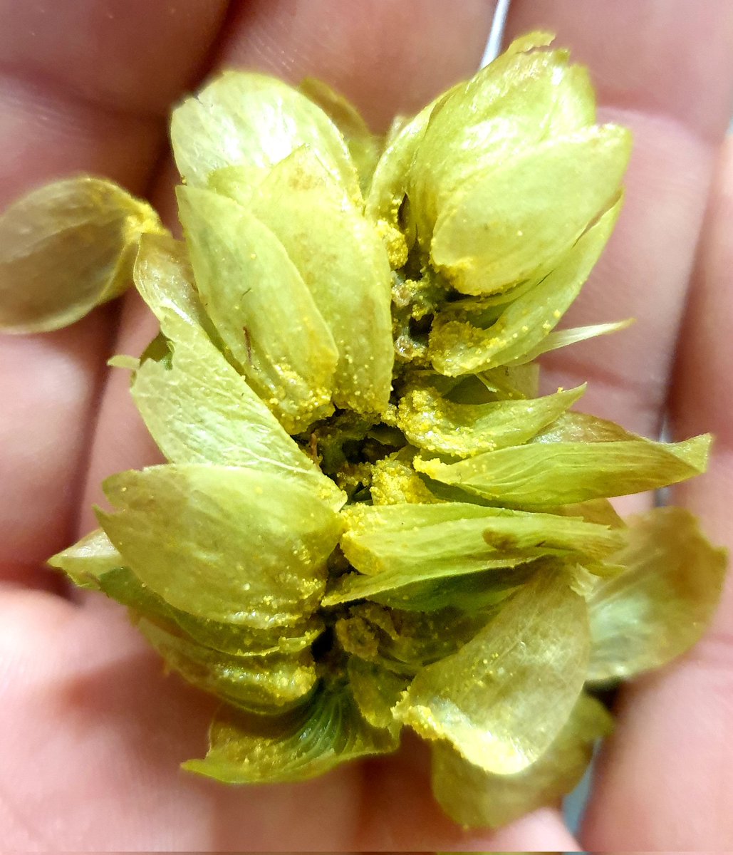 Andrewwbrews's tweet photo. Im definitely a #Hoptimist and believe all things will be better with hops and just look at these from @CharlesFaram 
New batch of Harlequin, perfect for any #juicebomb with a mango+tropical dankness.
Size of those cones and mad amount of gold lupulin. #Englishhopsrule #HUGE 🍻🍻 https://t.co/iwuYGI3Z8I