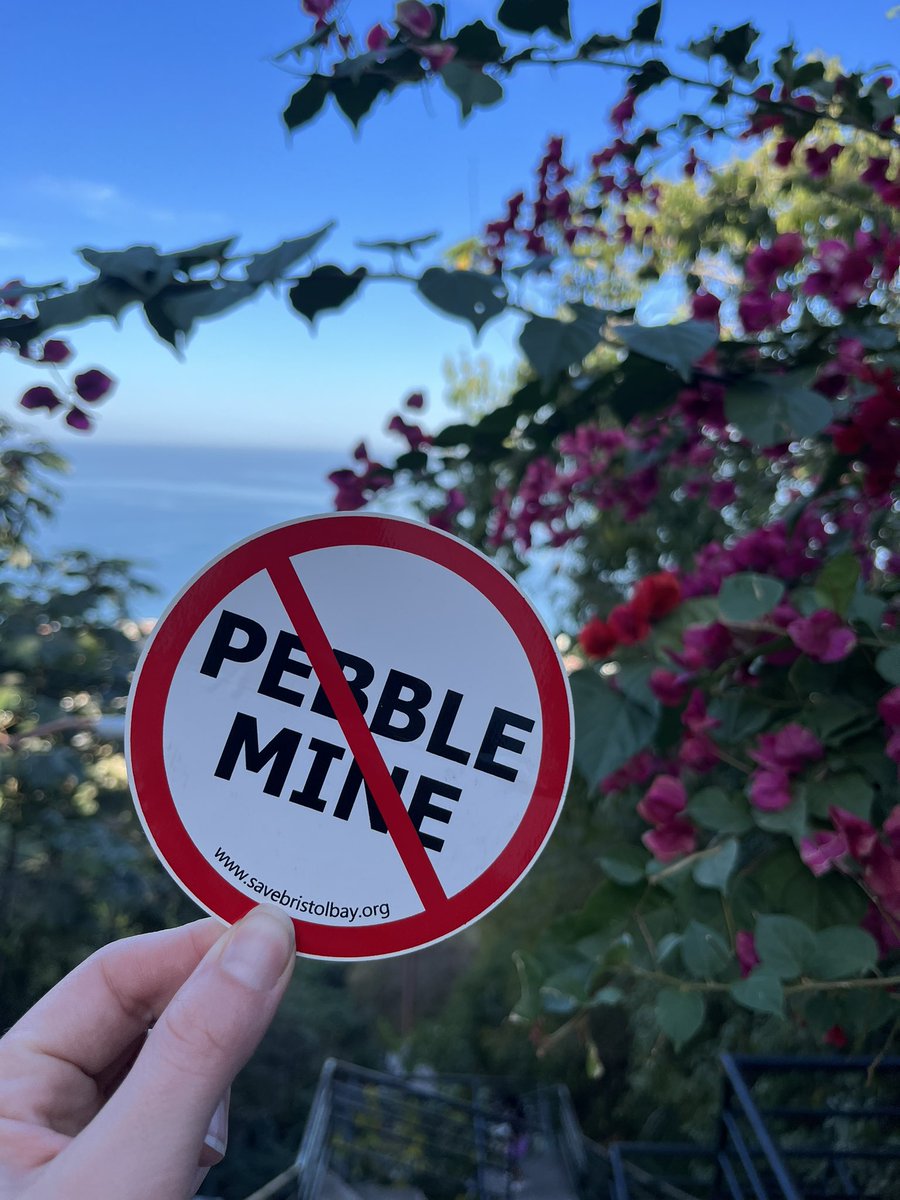 OrganizerMeghan's tweet photo. Without fail, someone from our team is ooo whenever a major announcement is made. Today I have not one single complaint about logging in during vacay. Honored to work alongside so many #BristolBay advocates who have been at this for 10+ years #NoPebbleMine #NotHereNotEver https://t.co/WyPmpXPQ3q