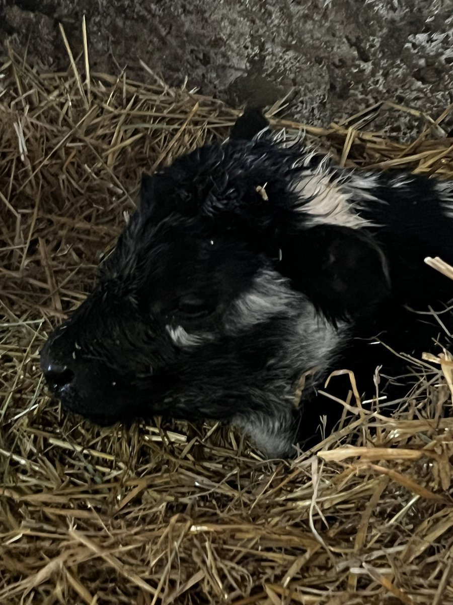 Ashley Dyce tweet media