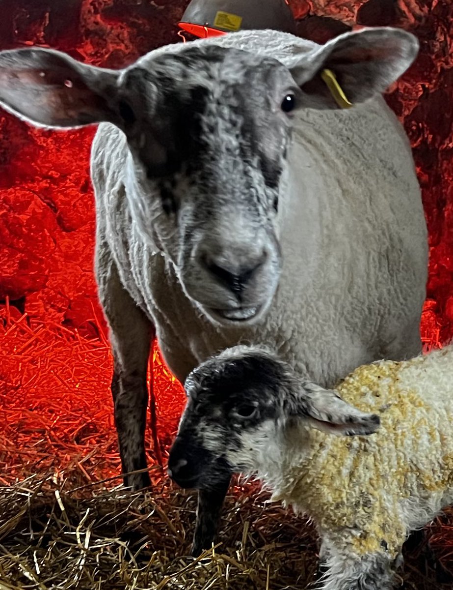 Ashley Dyce tweet media