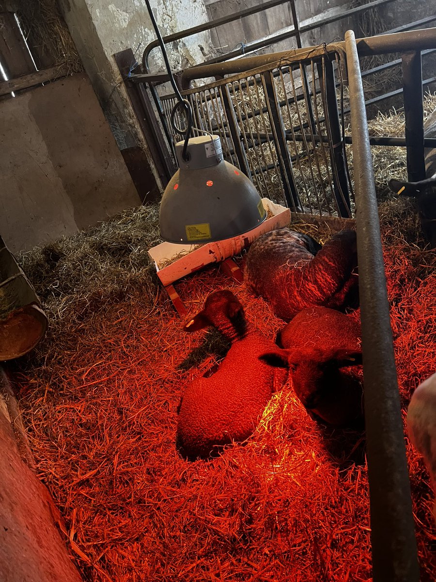 Ashley Dyce tweet media