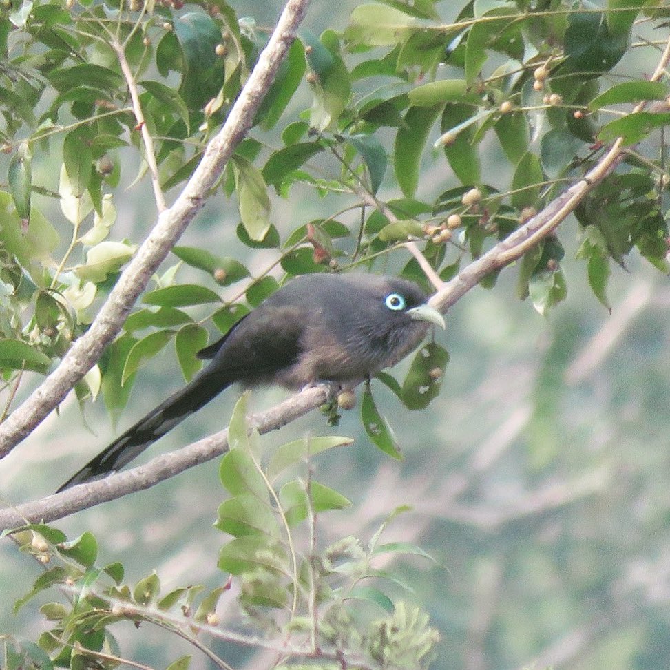 A day with Malkoha, reads little freaky. It’s a Bird, it’s a Blue Faced Malkoha. You can spot this beautiful avian inside Chennai. Mal-Khoa in Sinhala meaning Flower-Cuckoo #birdwatching #thtebirdman #naturewalk #nature from the house of The Birdman