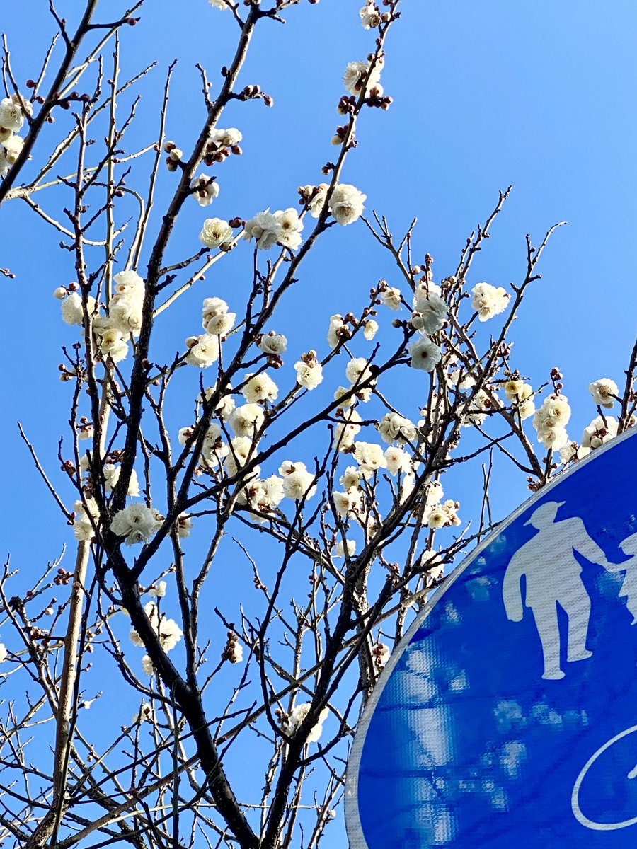 tree sky no humans blue sky outdoors day sign  illustration images