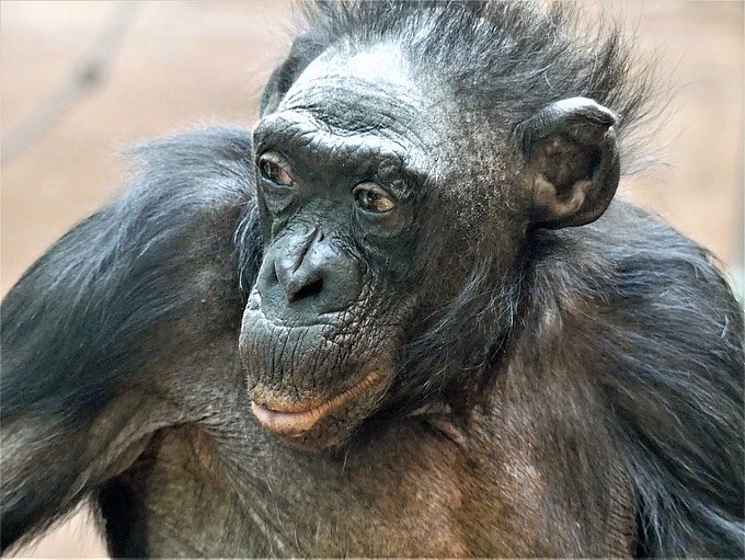 ZooFrankfurt's tweet photo. Am vergangenen Freitag verstarb #Bonobo-Weibchen Margit mit über 70 Jahren im #Zoo #Frankfurt. Sie war aktuell wohl die älteste Vertreterin ihrer Art und vermutlich sogar der älteste #Menschenaffe der heute lebenden Population. 😢
👉 https://t.co/TdUVSqEya8 https://t.co/xTgFzKvdxY