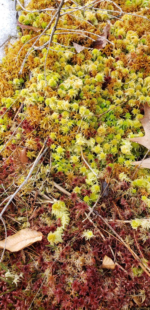 Some wetland plants in winter 🌈🌱❄️ Did you know that wetlands could be so colorful year-round?! #wetlands #winter