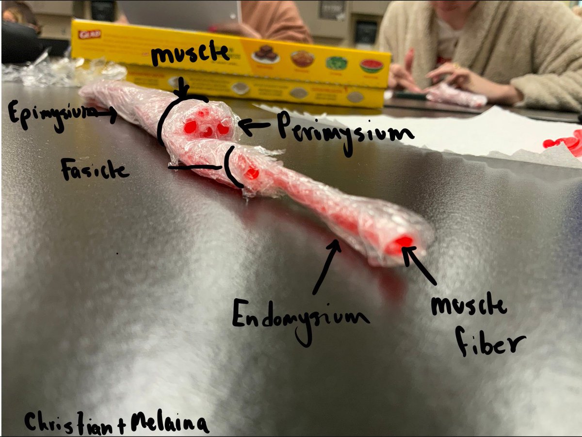 sarahnethero's tweet photo. Using Twizzlers and plastic wrap to model skeletal muscles and their connective tissues #netheroanatomy #muscularsystem #musclefiber #handsonlearning https://t.co/0XrViuNocQ