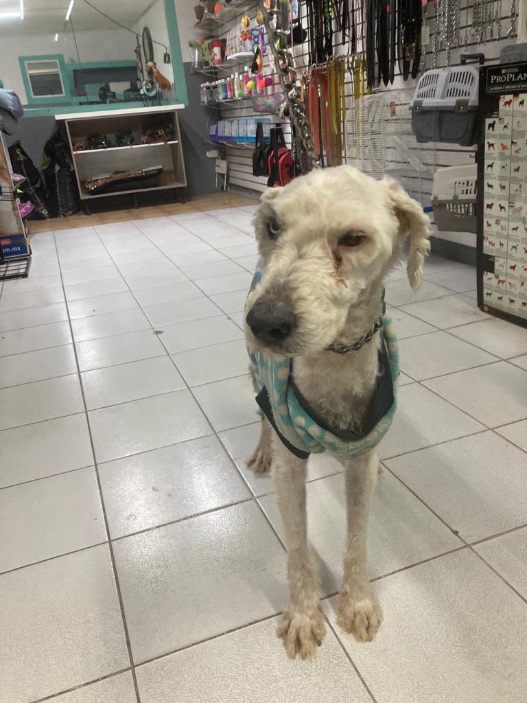 PerrosPerdidosMx on X: Adopción responsable para este cachorro de Viejo  Pastor Inglés, tiene 6 meses y mucha energía! Sus dueños realmente no  pueden hacerse cargo de él y permanece todo el día