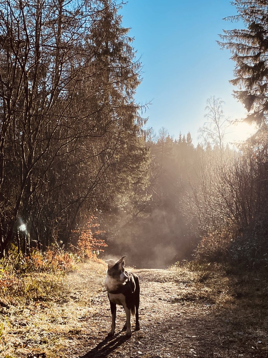 gw_runningcoach's tweet photo. I love to do my slow runs with my collie Gelert. I never get carried away with going to fast with him. Usually because he’s stopping for a pee or a sniff. Who’s your training partner? #gelert #collies #trainingpartners #dogs #boardercollies #sheepdogs #running #parkrun #training https://t.co/Cev90qGSju