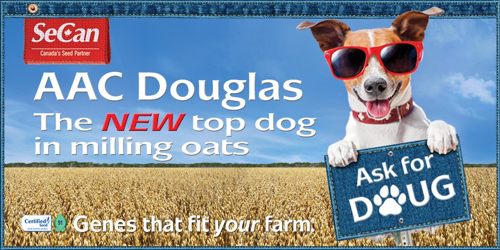 SeCanLauren's tweet photo. If trying to find CDC Fraser #malt #barley in NW #Sask or the BRAND NEW AAC Douglas #oat variety, give @sunsetroadseeds a call #plant23 #TheNextGreatOne #NewTopDog #CDCFraser #AACDouglas #AskForDoug https://t.co/RpKynWmhmJ