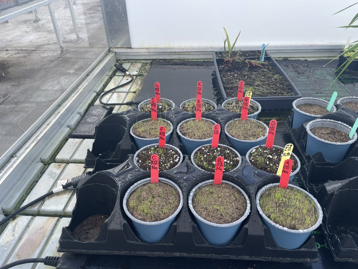 Experimenting the affects of sodium content in irrigation water with Creeping Bent and Fine Fescue in different growing mediums.  @uofg @GuelphTurf #turfmanagement