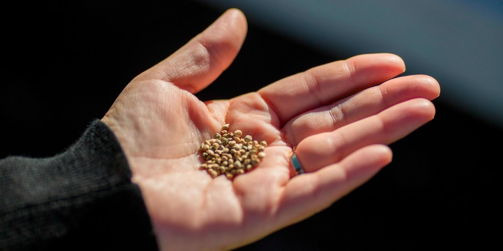 theNASEM's tweet photo. "In the wake of wildfires, floods and droughts, restoring damaged landscapes and habitats requires native seeds."

Learn about our new report on addressing our nation's inadequate supply of #NativeSeeds in an article from @NPR: https://t.co/Od3p5GSu15 https://t.co/5xCOAILPSG