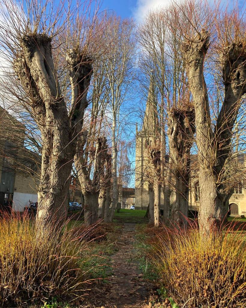 trudyk_ta's tweet photo. I think this may be one of my favourite spots in #chippenham. The pathway is made of grave stones, the grasses are beautiful in the sunshine & the pollarded trees give great framing. #recoverywalks #walkingforthemind https://t.co/XLTCFPKs0S https://t.co/ytsY966nRi