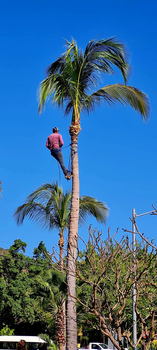 GeorgePitner's tweet photo. They keep coconuts pruned, just in case. https://t.co/Lnh47wYaIq