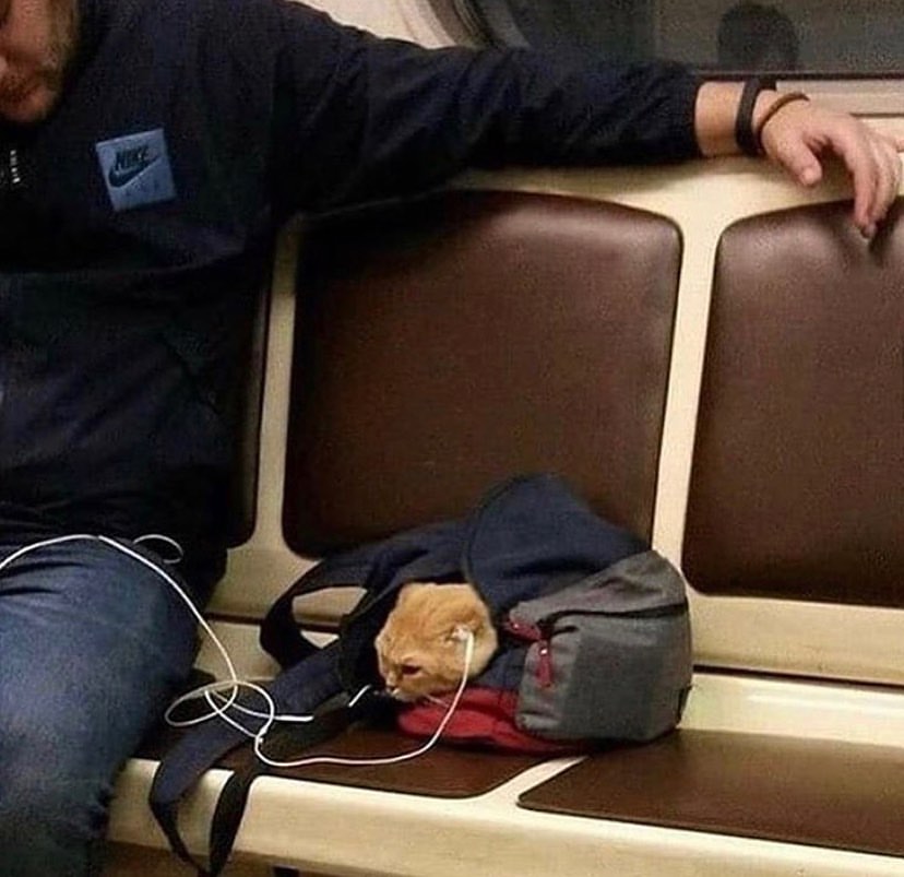 CATBRAINCELL's tweet photo. whats he listening to https://t.co/rYeZUywly0