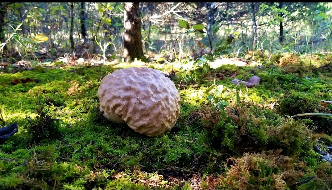 SpineSource's tweet photo. @OGdukeneurosurg Calvatia craniiformis fungus; commonly known as the brain puffball.

This is a photo of of one I took deep into a cedar thicket on our farm. https://t.co/u26kKNclSe