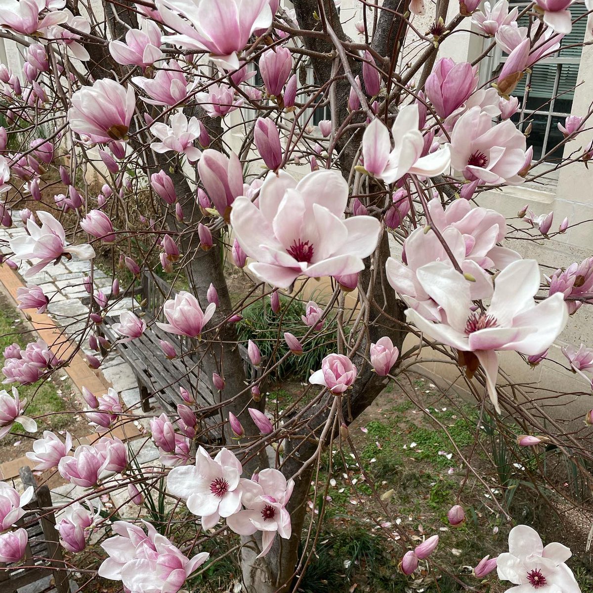 Winter is making a rare appearance in Austin today so we’re reminiscing about warmer days 🌸 stay safe out there <a href="/UTAustin/">UT Austin</a>!