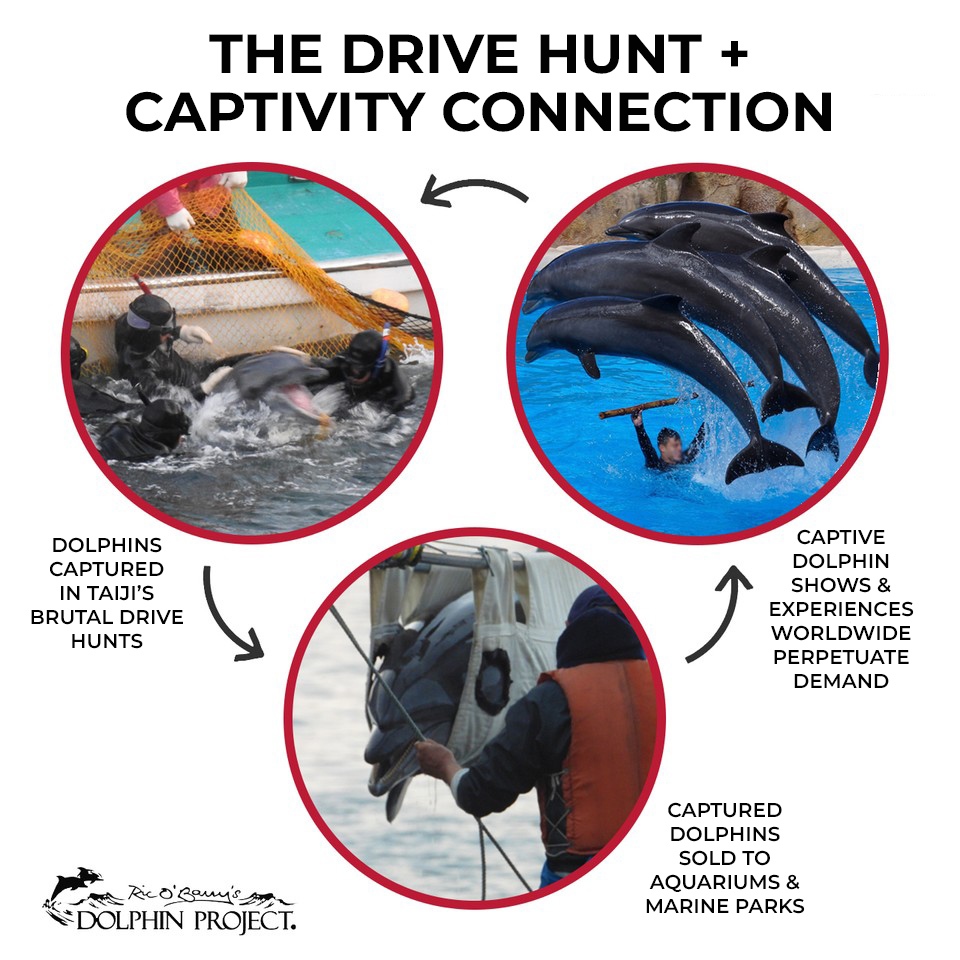 Dolphin Project tweet media