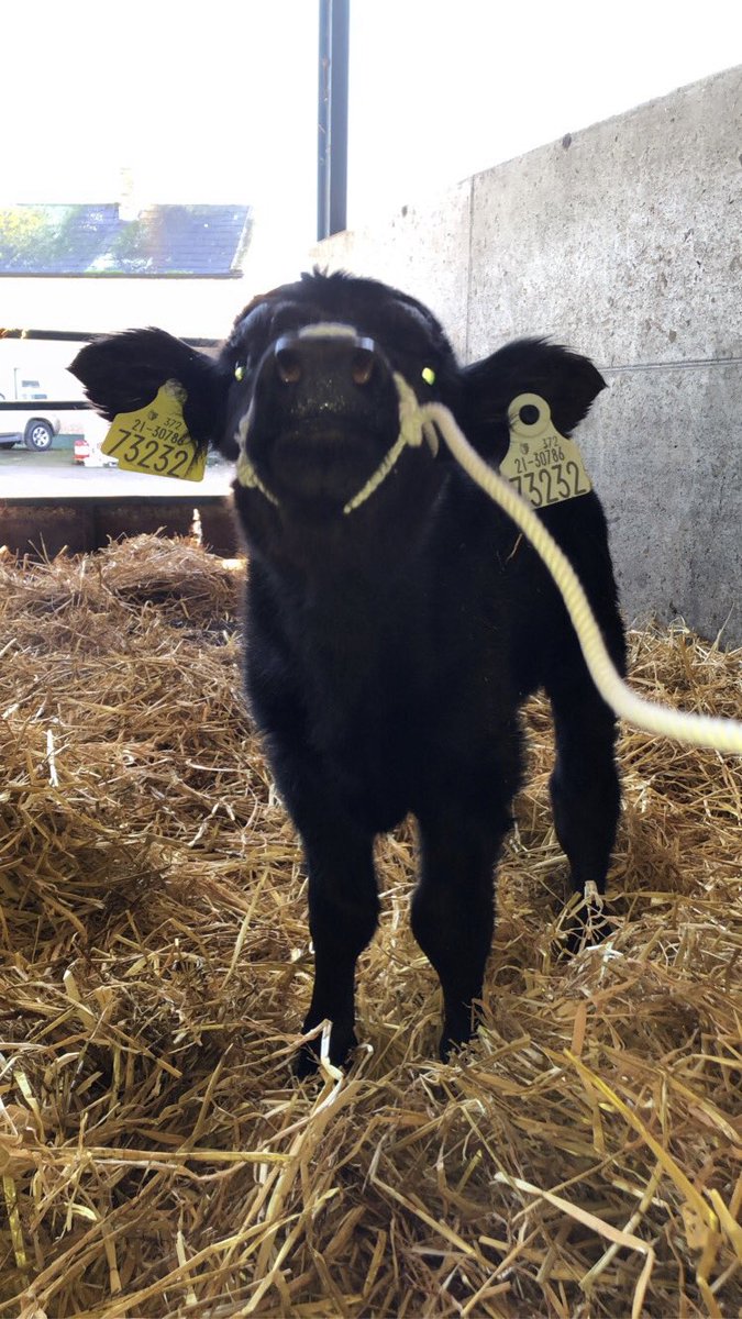Franwhelan5's tweet photo. @AllflexIreland @MullinahoneCoop https://t.co/SX7MTaRXEp