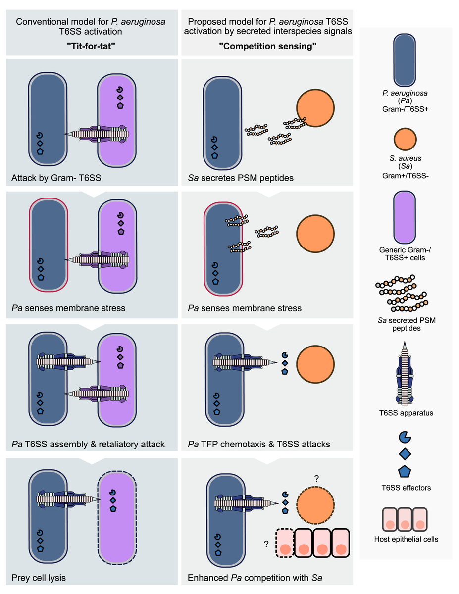 Excited to share our newest preprint reporting that P. aeruginosa senses Staphylococcal secreted cytotoxic peptides through “competition sensing” and preempts competitor attack by systematically arming cells with type six secretion systems (T6SS).

biorxiv.org/content/10.110…
