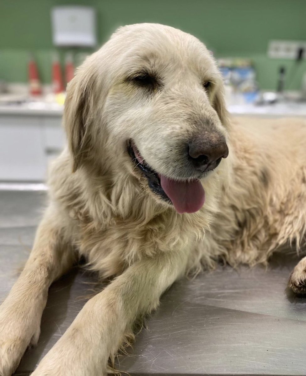 Iza_2021's tweet photo. Rescued from #turkey streets #goldenretriever 10 yo Sophia won’t be hungry or cold anymore but she is planned to spend what’s left from her life in shelter😔NO INTEREST💔
pls give her a home where she will be loved in #uk #Europe 

Can ✈️ to you #EuropeanUnion 
Dm me for more ℹ️ https://t.co/1SQWTD9lO5