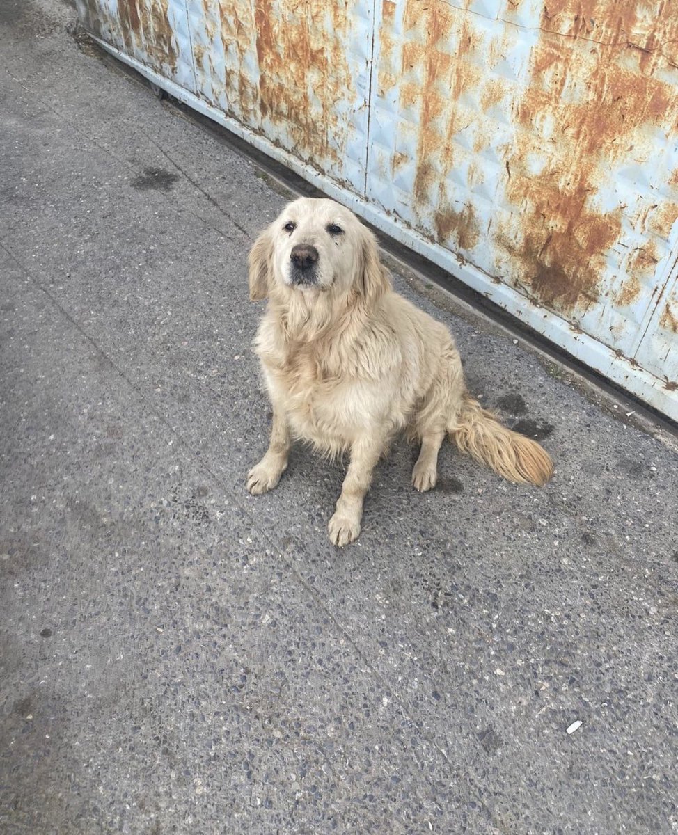 Iza_2021's tweet photo. Rescued from #turkey streets #goldenretriever 10 yo Sophia won’t be hungry or cold anymore but she is planned to spend what’s left from her life in shelter😔NO INTEREST💔
pls give her a home where she will be loved in #uk #Europe 

Can ✈️ to you #EuropeanUnion 
Dm me for more ℹ️ https://t.co/1SQWTD9lO5