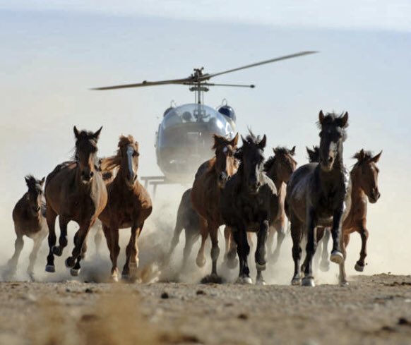 S_Catsgotmyback's tweet photo. @TrophyXpose @JustinTrudeau #WildHorses are rounded up and sent to slaughter largely due to freeing up land designated for #FreeRange #GrassFed #BEEF &amp; #DAIRY 🆘 
To truly support #biodiversity and help end the slaughter of innocents - #GoVegan &amp; advocate for a #PlantBased movement. 
https://t.co/7V9gzVLGf7 https://t.co/jnu4zm8plI