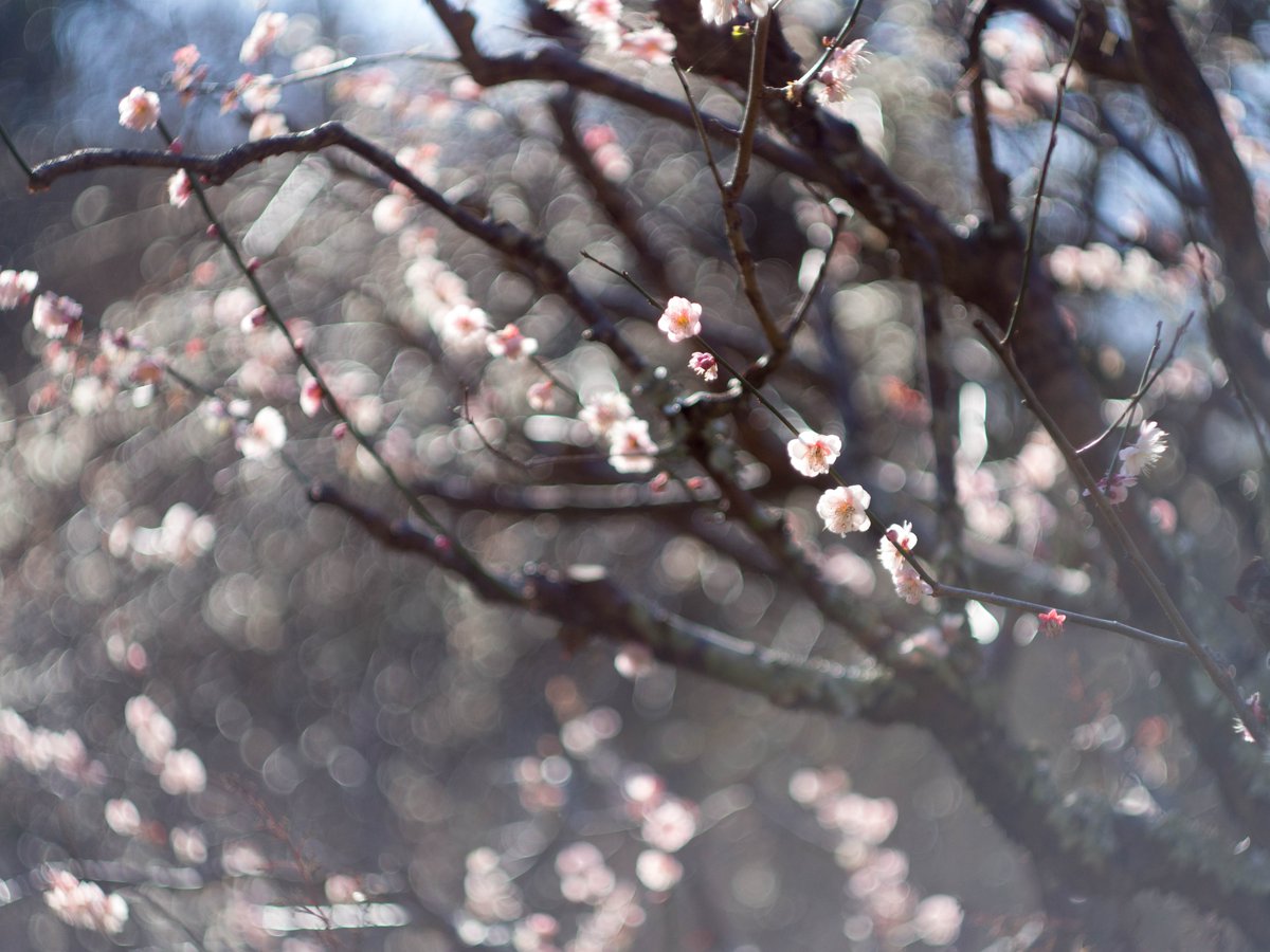 February News - Weekly Schedule, Half-term &amp; Parties mailchi.mp/openairfit/feb…