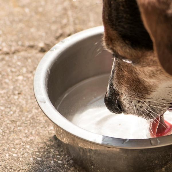 RadioPrensa's tweet photo. MELIPILLA.- Concejal Henríquez invita a sumarse a campaña del “Pocillo con Agua” para animales sin dueño – Radioprensa – Siempre Alerta! https://t.co/rFBNMOqSrB https://t.co/bPQe18wSgA