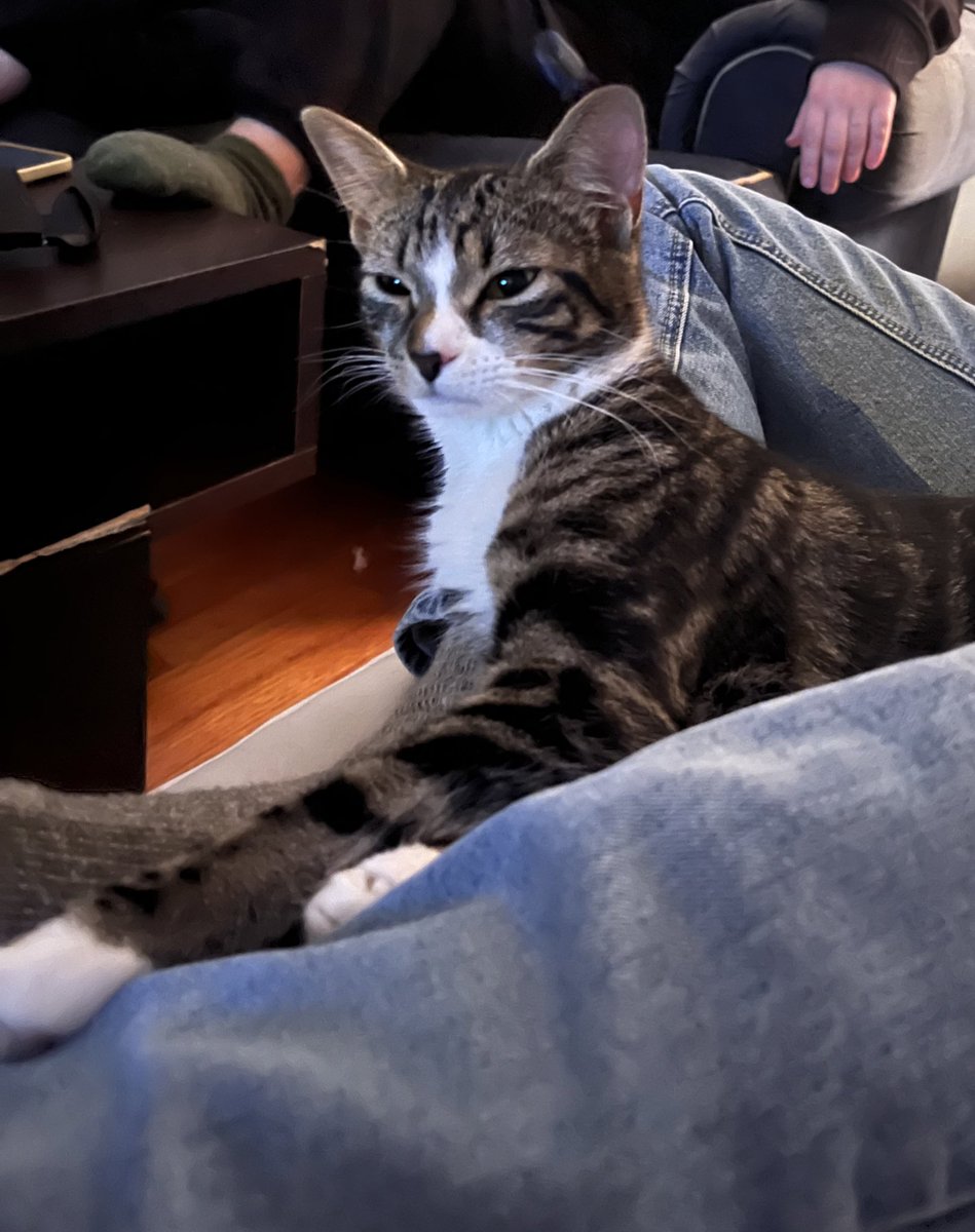SusieCorvo's tweet photo. this is how the lady at the vets office was probably feeling while answering the most specific questions ever about my kitten getting spayed because I’m a helicopter parent and my cat is the light of my life https://t.co/x69QPIuVO1