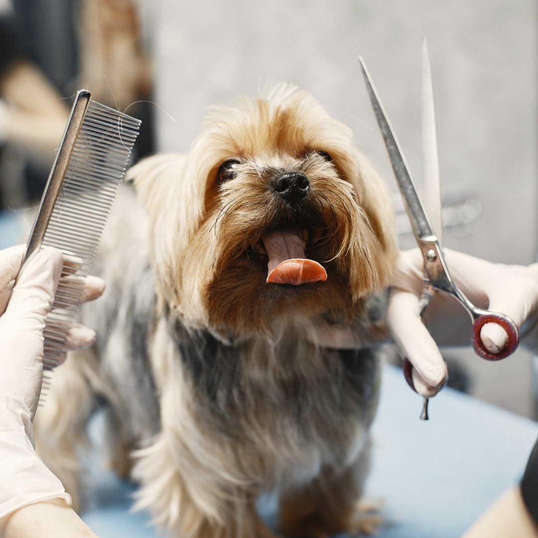 NewportCenterAH's tweet photo. Happy #tongueouttuesday friends!👅😛 #tot #furfriends #dogsgram #happydog #newportbeach #veterinarian #newportbeachvet #dailydog #coronadelmar #dogsofnewportbeach #huntingtonbeach #doggrooming #fashionisland #california #visitcalifornia #puppiesofig #puppiesofinsta #costamesa https://t.co/GpDtSf7b2Z