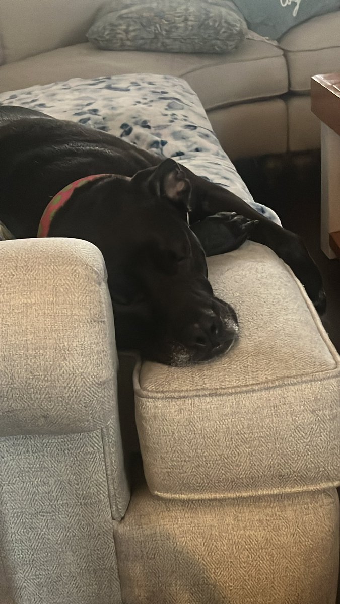 jbarrychuck's tweet photo. @zachsmom223 @mellym83 Mine is asleep on the job! 😂 https://t.co/uDBbfgX62j