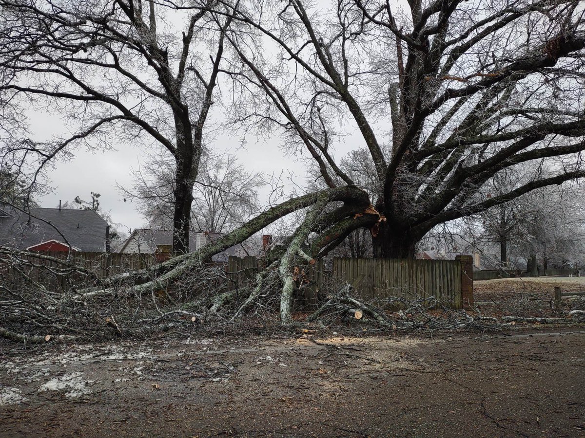Chelsea Chandler on Twitter "Tree Down Fletcher Trace Parkway at