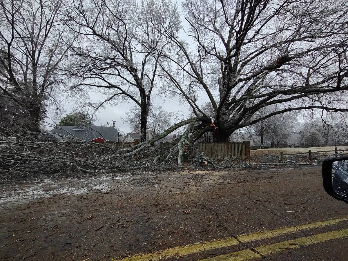 Chelsea Chandler on Twitter "Tree Down Fletcher Trace Parkway at