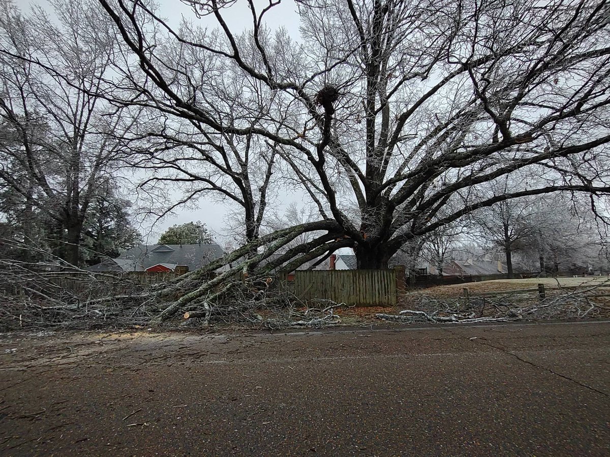 Chelsea Chandler on Twitter "Tree Down Fletcher Trace Parkway at