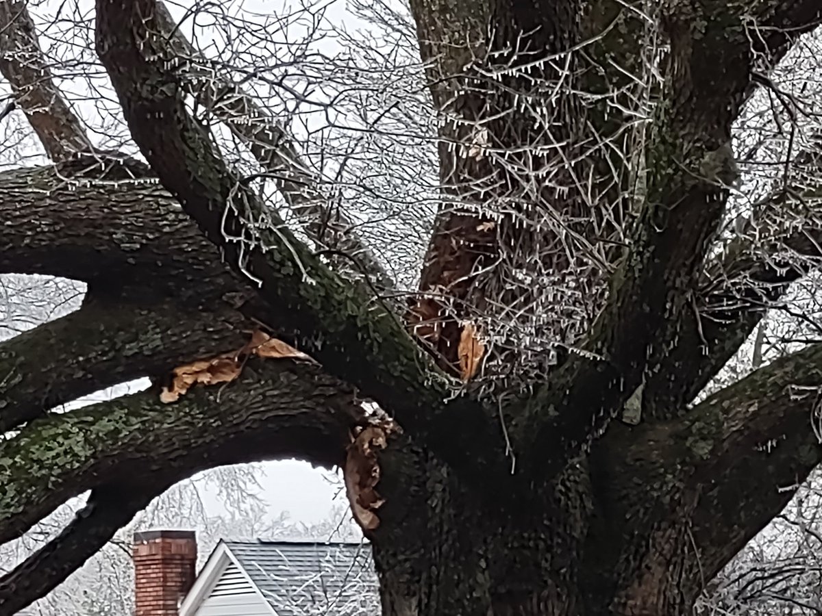 Chelsea Chandler on Twitter "Tree Down Fletcher Trace Parkway at