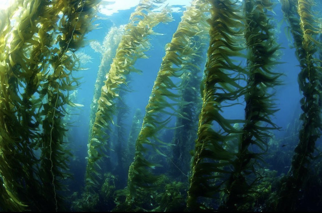 VulneraWeb tweet media