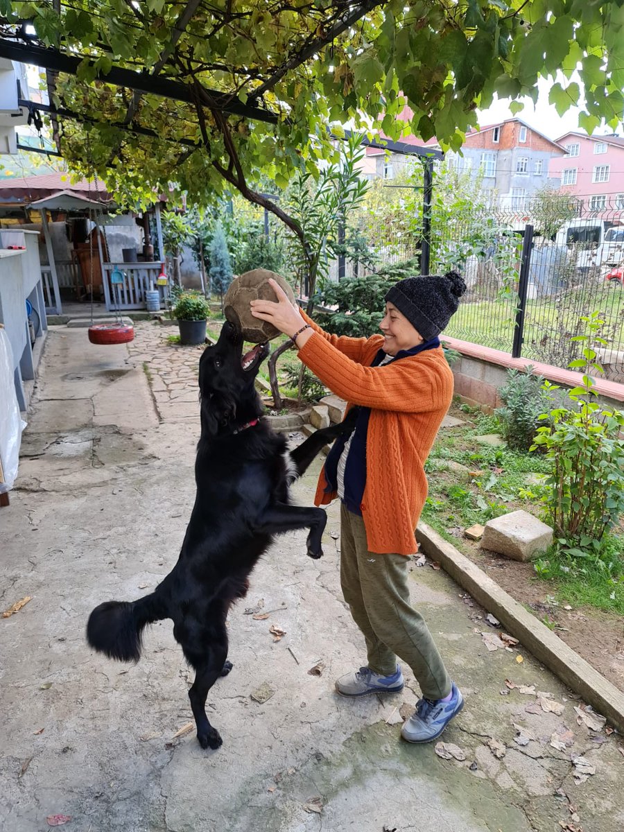 cananalpak's tweet photo. ACİL! Boris 15 aylık,flat golden kırması, oldukça tatlı ve sevgi dolu bir çocuk. Tuvalet eğitimi var.Kısırlaştırma ve eğitim desteği sağlanacaktır. Geçici yuvasındaki vakti artık tükendi.Bu cumartesi geçici yuvasındaki son günü. Acil yuva arıyor.İstanbul. #satinalmasahiplen https://t.co/IfAmD1Ni2h