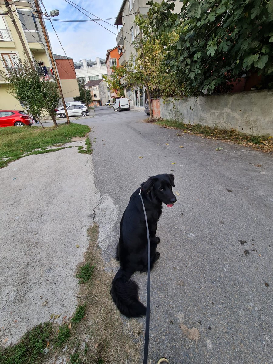 cananalpak's tweet photo. ACİL! Boris 15 aylık,flat golden kırması, oldukça tatlı ve sevgi dolu bir çocuk. Tuvalet eğitimi var.Kısırlaştırma ve eğitim desteği sağlanacaktır. Geçici yuvasındaki vakti artık tükendi.Bu cumartesi geçici yuvasındaki son günü. Acil yuva arıyor.İstanbul. #satinalmasahiplen https://t.co/IfAmD1Ni2h