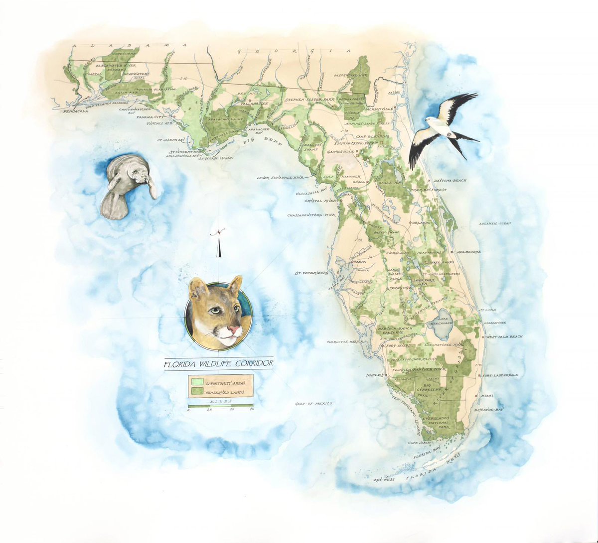 Florida’s population is growing fast, adding a million new residents every three years. This growth puts a strain on natural resources and habitat connections which help combat climate change. If we wish to save wild Florida, we must protect the Florida Wildlife Corridor. 🌍 💚